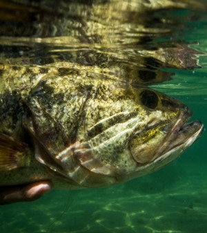 A largemouth released into the depths. 