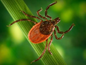 A tick resting on a blade of grass