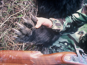 black bear paw