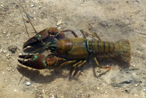 Crayfish