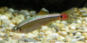 Minnow