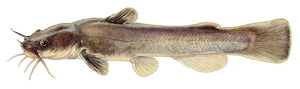 Stonecat fish