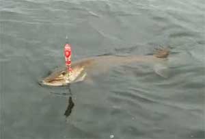Surface Lure Success for Muskies