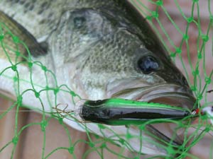 Bass caught in fishing net