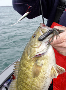 Use a Tube Jig on a Drop Shot Rig for Late Fall Fishing