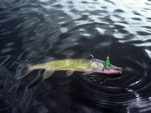 Open-water vertical jigging with an ice-fishing rod - Outdoor News