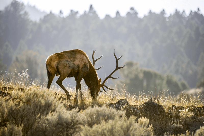 elk grazing in early morning light