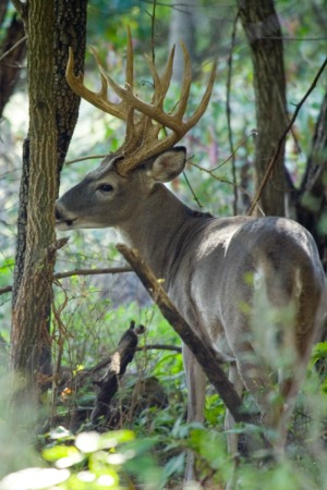 Whitetail deer in the woods