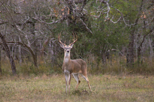 WindKeySettingUpWhitetails 1