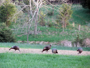 Turkeys in a field