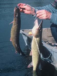 Three Ways to Catch Chain Pickerel