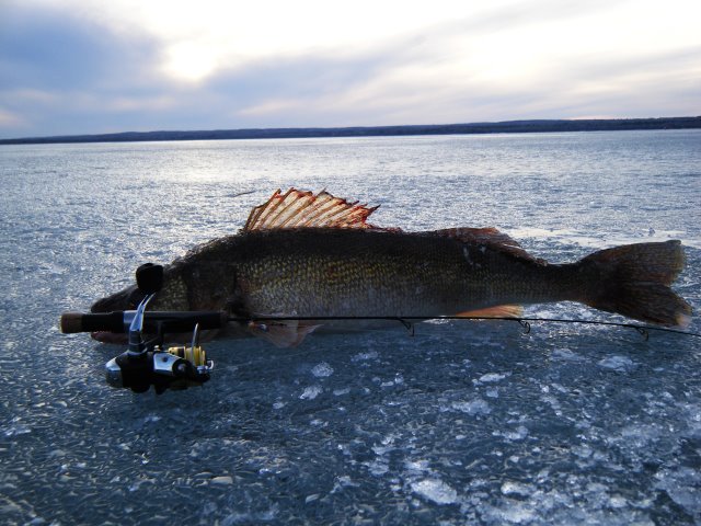 Fish laying on ice near ice fishing rod