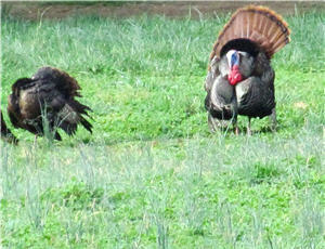 ag field turkeys 0130 2