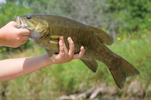 Angler holds up catch