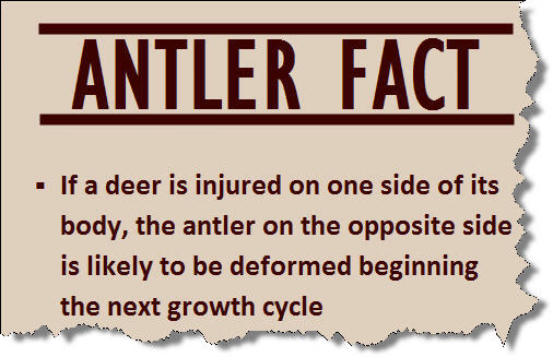 antler fact, if a deer is injured on one side of its body, the antler on the opposite side is likely to be deformed on the next growth cycle