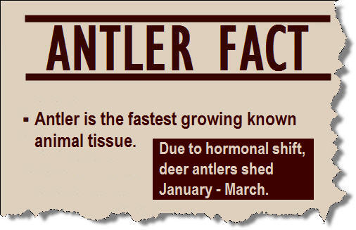 antler facts: an antler is hte fastest growing known animal tissue