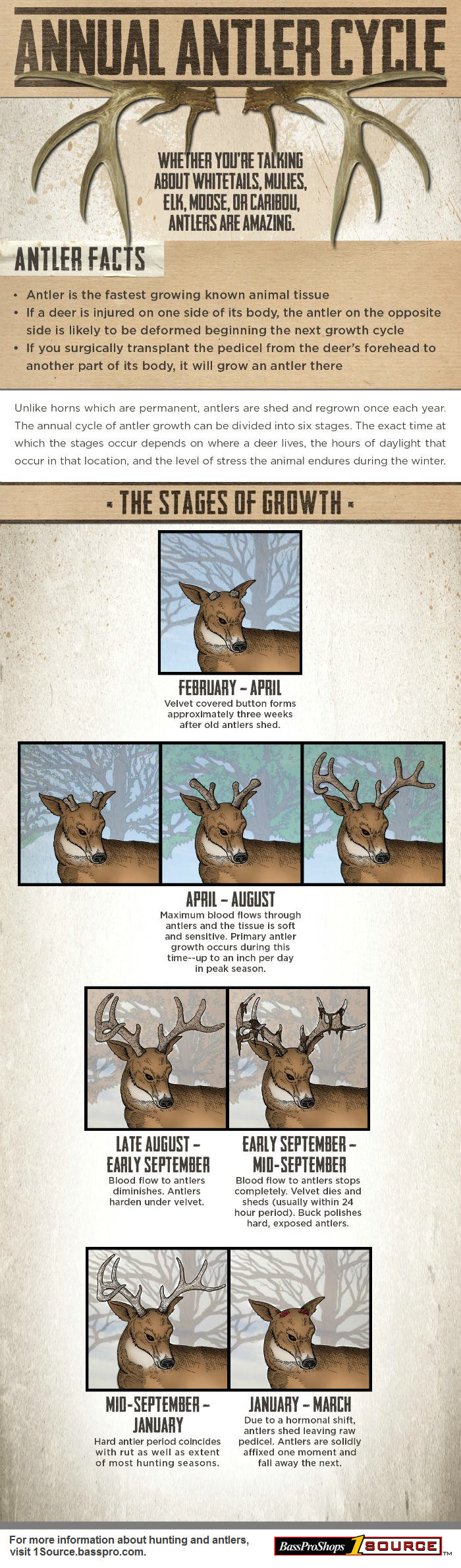 Deer Antler Stages