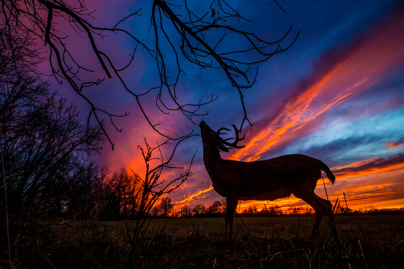 deer in early morning light