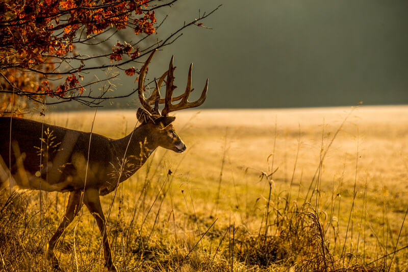 whitetail deer stepping out into field