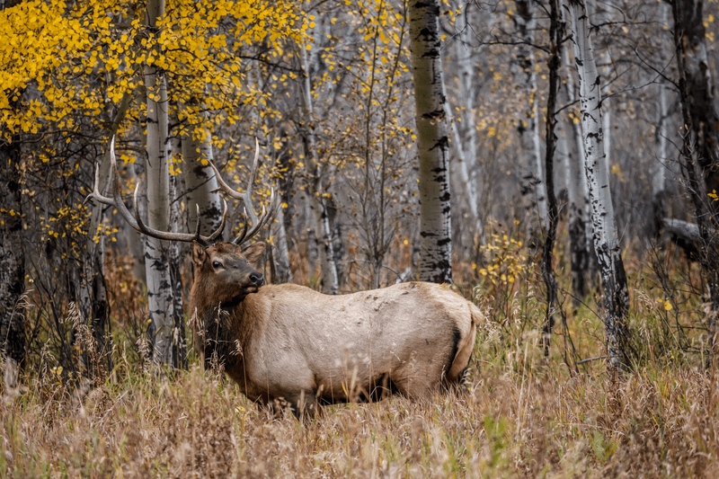 bull elk in woods