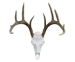 Mountain Mike's Deer Skull Kit