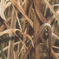 Mossy Oak Shadow Grass Blades