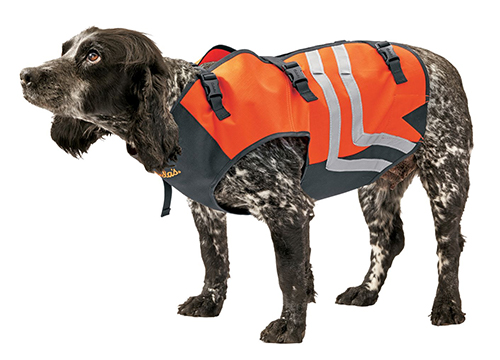 Spaniel Retriever Wearing Cabela's Dog Vest