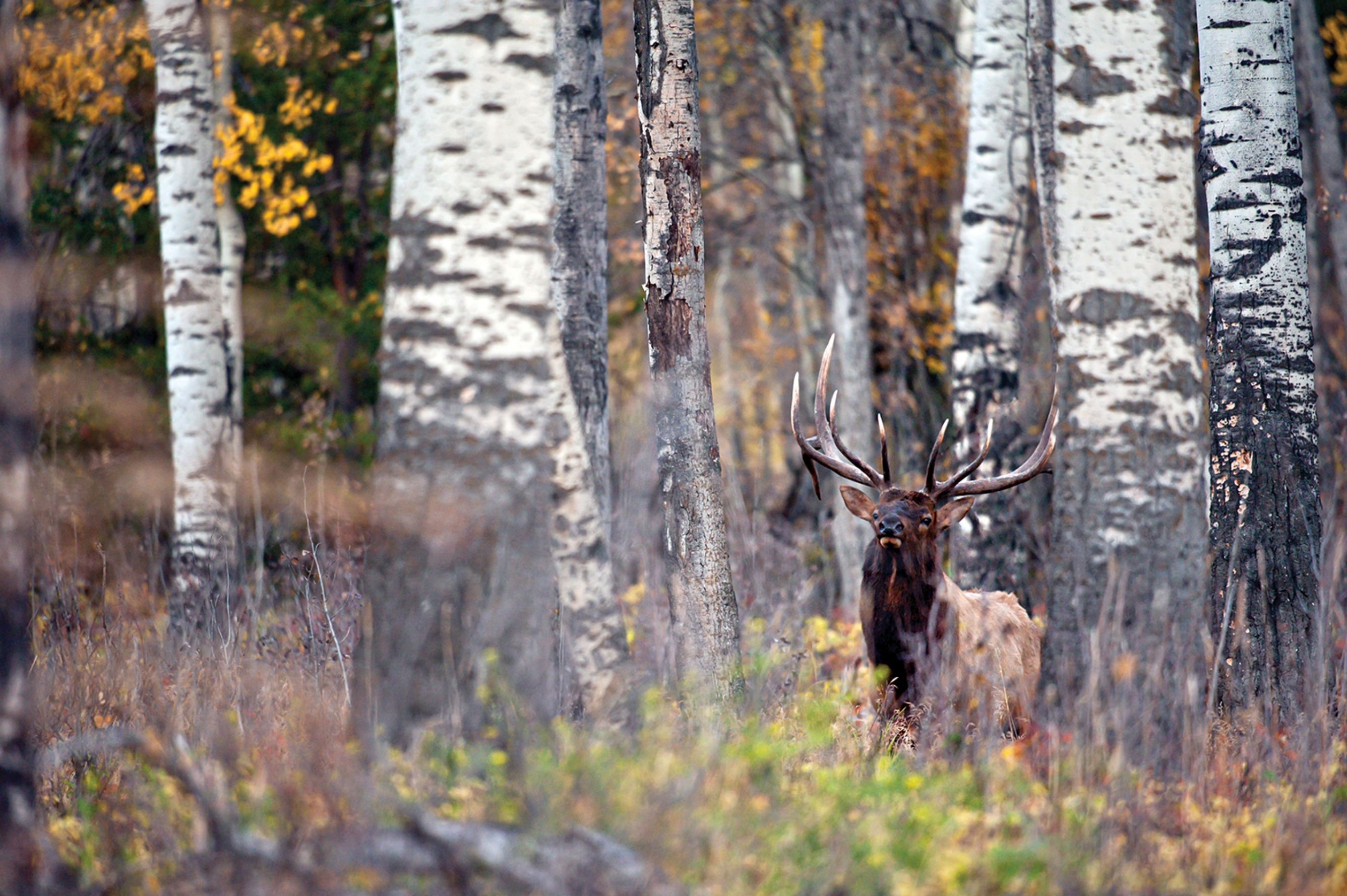 Elk standing in the woods