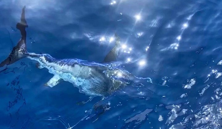 swordfish just below the water's surface