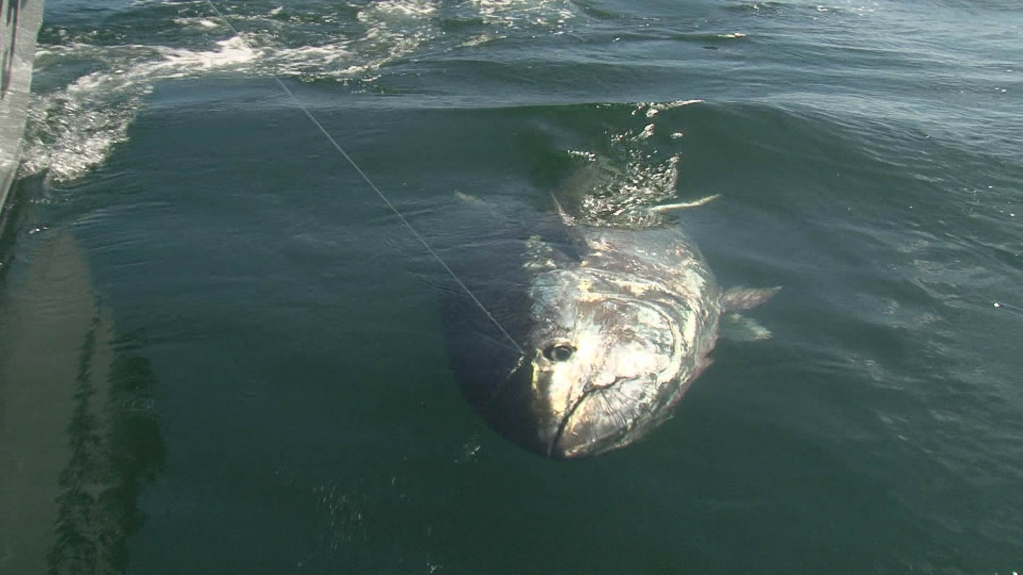 Bluefin Tuna Catch