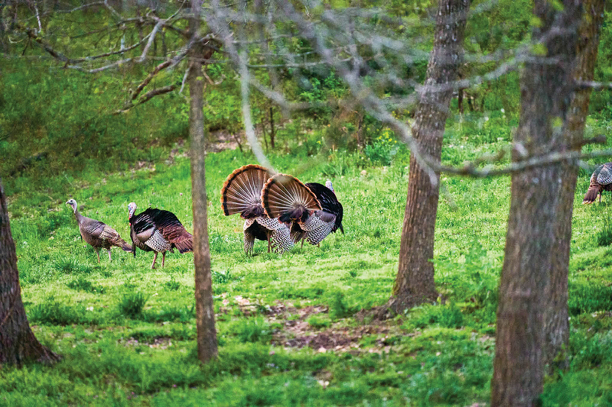Wild turkeys in a field