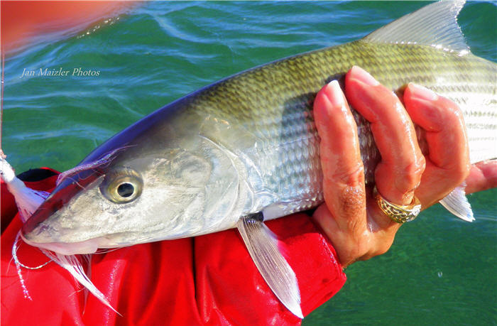 thumbnail image 2 of Key West Bonefish Bucktail Jigs – 1/4 Oz – Straight – 3-Pack – Saltwater Freshwater Fishing Lures 2 of 4