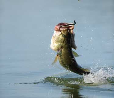 Bass Jumping Out of Water