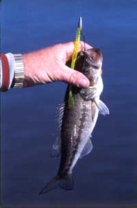 Small largemouth bass on a hook