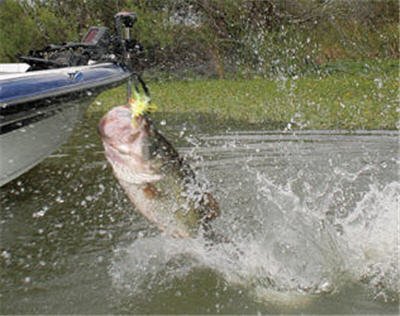 Bass Fishing Tips