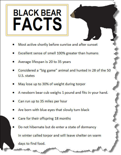 bear facts