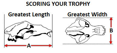 bear skull measurements