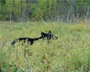 bear walking 300