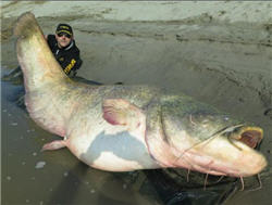 Angler with a ver big catfish