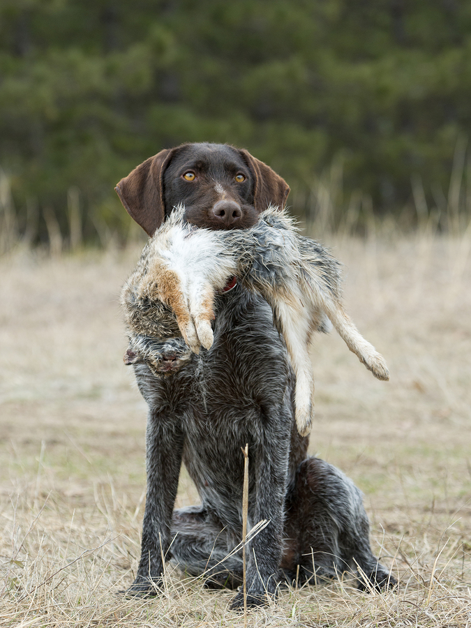 Rabbit Hunting