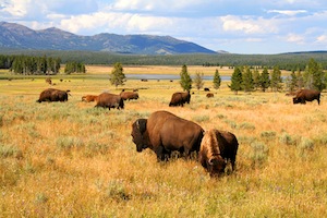 bison dangerous