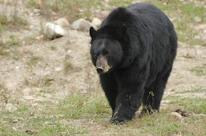 black bear dangerous
