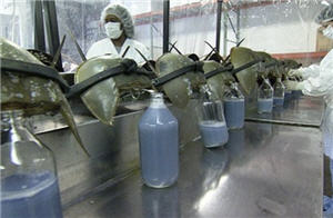 blood of horseshoe crabs