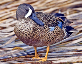 blue-winged teal drake