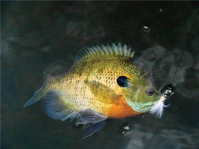 3 Tips for Catching More Bluegill