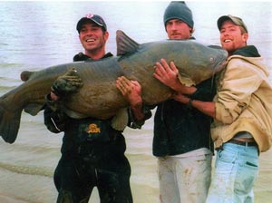Three anglers holding 121.5-pound former world-record blue catfish