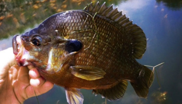 Soljer Blue Gill Sun Fish Panfish Talipia for Bass Fishing Lure