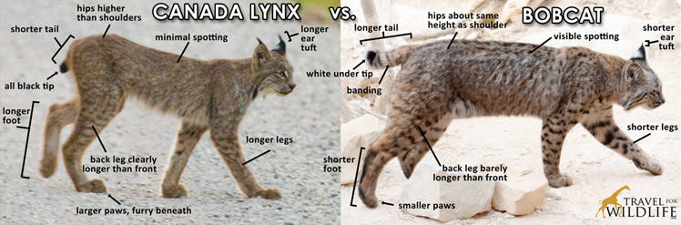 bobcat lynx compare