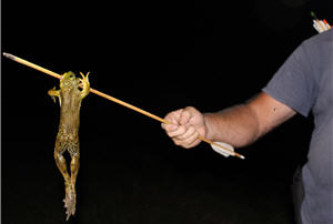 bow shooting frogs