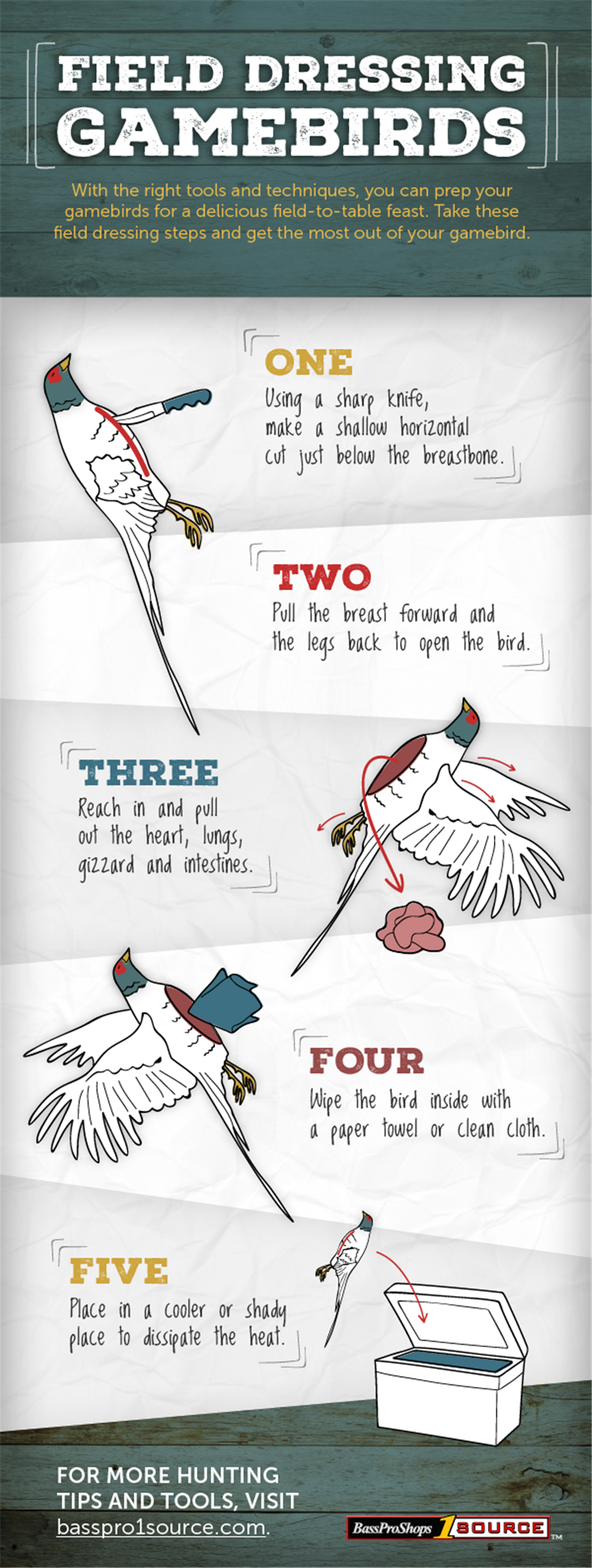 Artwork showing five steps to field dressing a gamebird